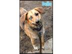Adopt Della a Tan/Yellow/Fawn - with Black Husky / Shepherd (Unknown Type) /