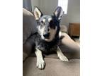 Adopt Cocoa a White German Shepherd Dog / Mixed dog in Middletown, OH (40843095)