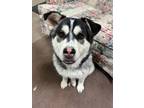 Adopt Vibrant & vivacious Star! a Black - with Gray or Silver German Shepherd