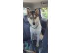 Adopt Affectionate Hays! a Black - with Gray or Silver Husky / Mixed dog in