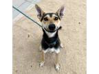 Adopt Chleo a Black German Shepherd Dog / Doberman Pinscher / Mixed dog in El