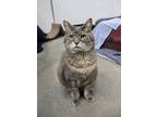 Adopt Tawn a Gray, Blue or Silver Tabby Domestic Shorthair (short coat) cat in