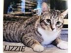 Adopt Lizzie a Tan or Fawn Tabby Domestic Shorthair (short coat) cat in Hickory