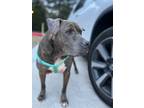 Adopt Peter Pan a Brindle American Pit Bull Terrier / English Mastiff / Mixed