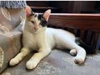 Adopt Sandy a Calico or Dilute Calico Turkish Van (short coat) cat in Sherman