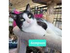 Adopt Sampson-Sponsored a Domestic Shorthair / Mixed (short coat) cat in