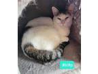 Adopt Richy a Domestic Shorthair / Mixed (short coat) cat in Richmond