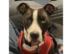 Adopt Frankfort a Black - with White Pit Bull Terrier / Mixed dog in