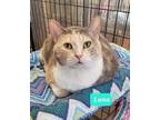 Adopt Luna a Domestic Shorthair / Mixed (short coat) cat in Richmond