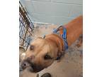 Adopt Bury a Brindle Mixed Breed (Small) / Mixed Breed (Medium) / Mixed (short