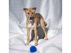 Adopt Bandit a Brown/Chocolate Labrador Retriever / Mixed Breed (Medium) / Mixed