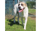 Adopt Tiny a White Anatolian Shepherd / Mixed Breed (Medium) / Mixed (short