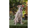 Adopt Nala a Jack Russell Terrier / Rat Terrier / Mixed dog in Seattle
