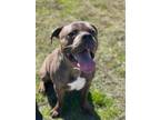 Adopt Pharrel a Gray/Blue/Silver/Salt & Pepper Pit Bull Terrier / Mixed dog in