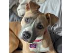 Adopt Fada a Tan/Yellow/Fawn Pit Bull Terrier / Mixed dog in Bloomington