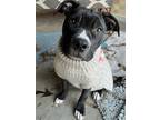 Adopt BUGS a Black - with White Terrier (Unknown Type, Medium) / Mixed dog in