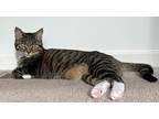 Adopt Honey Bee a Tan or Fawn Tabby Domestic Shorthair (short coat) cat in
