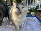 Adopt Honey Girl and Percy a Cream or Ivory (Mostly) Ragdoll (medium coat) cat