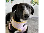 Adopt Storm a Black - with White Collie / Labrador Retriever / Mixed dog in
