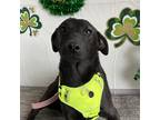 Adopt Sunny a Black Collie / Labrador Retriever / Mixed dog in Carlsbad
