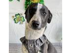 Adopt Hail a Black - with White Collie / Labrador Retriever / Mixed dog in