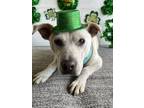 Adopt Chunk a White Boxer / Labrador Retriever / Mixed dog in Carlsbad