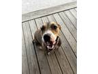Adopt Lady a Brown/Chocolate - with Black Staffordshire Bull Terrier / Rhodesian