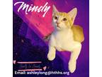 Adopt Mindy a Domestic Shorthair / Mixed (short coat) cat in Nashville