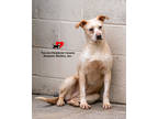 Adopt Lemon a Brindle Golden Retriever / Mixed Breed (Medium) / Mixed (short