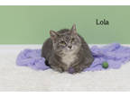 Adopt Lola a Gray or Blue Domestic Shorthair / Mixed Breed (Medium) / Mixed