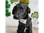 Adopt Snow a Black - with White Collie / Labrador Retriever / Mixed dog in