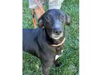 Adopt Blaze a Black Labrador Retriever / Mixed dog in Thomasville, NC (39623925)