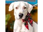 Adopt Theo a Labrador Retriever / Dalmatian / Mixed dog in Seattle