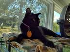 Adopt DINKY a Black (Mostly) Bombay / Mixed (short coat) cat in Olive Branch