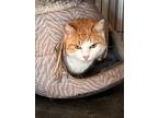 Adopt Kiki a Orange or Red (Mostly) Domestic Shorthair / Mixed (short coat) cat