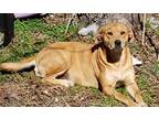 Adopt Goldie C. a Tan/Yellow/Fawn Boxer / Mixed dog in Norman, OK (40838429)