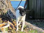 Adopt DIPSTICK a White - with Black Fox Terrier (Smooth) / Feist / Mixed dog in