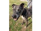 Adopt Lucious a Gray/Blue/Silver/Salt & Pepper Catahoula Leopard Dog / Mixed dog