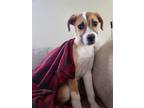 Adopt Paisley a White - with Tan, Yellow or Fawn Boxer / Mixed dog in new