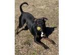 Adopt 2401-1503 Rocko a Black - with Tan, Yellow or Fawn Rottweiler / Mixed dog
