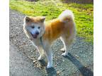 Adopt Hiromi a Red/Golden/Orange/Chestnut - with White Akita / Mixed dog in San