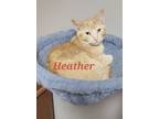 Adopt Heather a Orange or Red Tabby Domestic Shorthair (short coat) cat in