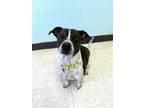 Adopt Max a White Terrier (Unknown Type, Medium) / Beagle / Mixed (short coat)