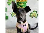Adopt Ibby a Black - with White Labrador Retriever / Border Collie / Mixed dog