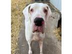 Adopt Elsa a Great Dane / Mixed dog in Warren, MI (40499129)