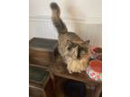 Adopt Ling Ling a Tortoiseshell Domestic Longhair (long coat) cat in Lexington