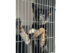 Adopt Skye a Black - with White German Shepherd Dog / Husky / Mixed dog in