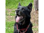 Adopt Pete a Black - with Brown, Red, Golden, Orange or Chestnut Rottweiler /