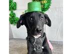 Adopt Mason a Black - with White Labrador Retriever / Collie / Mixed dog in