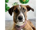 Adopt Ava a Tricolor (Tan/Brown & Black & White) Shepherd (Unknown Type) / Corgi
